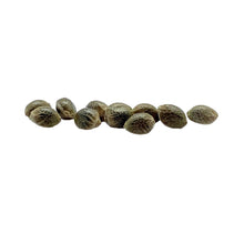 Load image into Gallery viewer, Pink Plum Kush Regular Semi-Auto Seeds