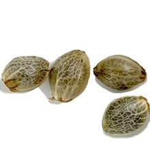 Load image into Gallery viewer, Sugar Diesel Feminized Seeds