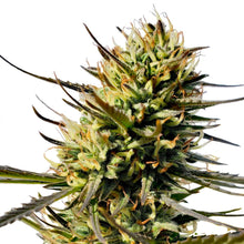 Load image into Gallery viewer, Durban Violette Feminized Seeds