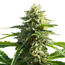 Load image into Gallery viewer, Sugar Diesel Feminized Seeds