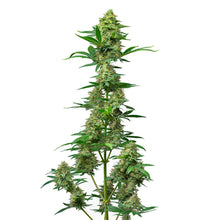 Load image into Gallery viewer, Atlas Fog OG Feminized Seeds