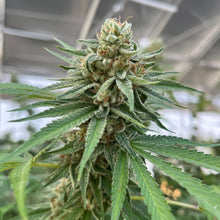 Load image into Gallery viewer, Mango Gold Pre-Rolls